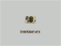 藏品(半翅目(3))的圖片